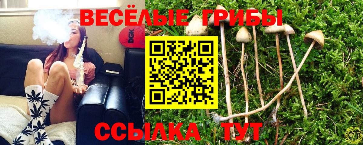 Карасук  Галлюциногенные грибы Psilocybine cubensis  Вход с VPN  Псилоцибиновые грибы Cubensis 